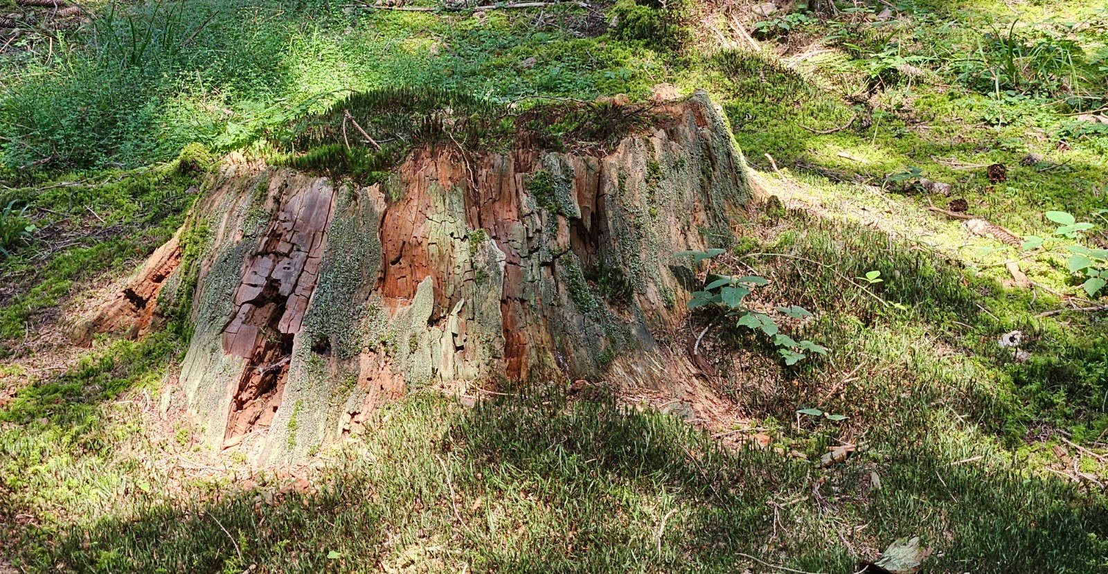 26-08-23-Wurzelmänner